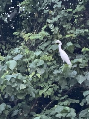 Egretta garzetta