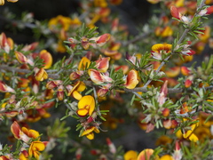 Pultenaea cinerascens
