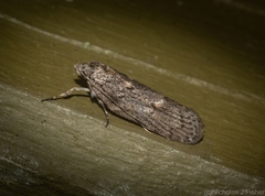Philobota baryptera