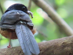 Copsychus malabaricus