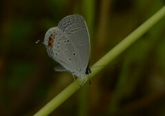 Everes lacturnus
