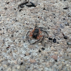 Platyoides walteri