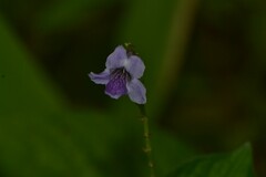 Acanthaceae