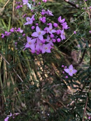 Boronia pinnata