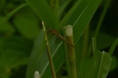 Neurothemis intermedia