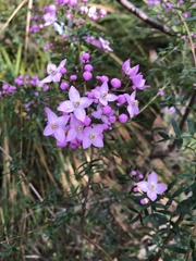 Boronia pinnata