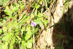 Hardenbergia violacea