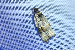 Celypha woodiana