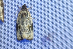 Celypha woodiana