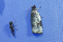 Celypha woodiana