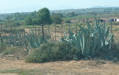 Agave americana