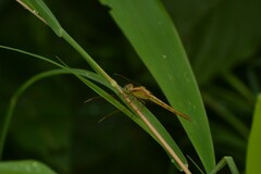 Neurothemis intermedia