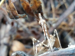 Empusa pennata
