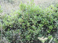 Laurus nobilis