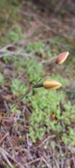 Thelymitra antennifera