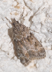 Eudonia mercurella