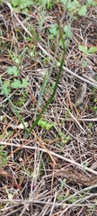 Thelymitra antennifera