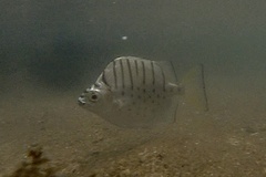 Selenotoca multifasciata