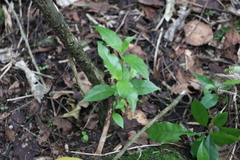 Geniostoma ligustrifolium