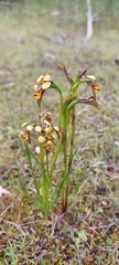 Diuris palustris