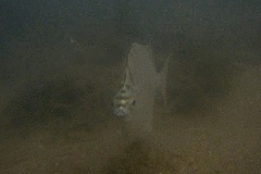 Selenotoca multifasciata