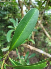 Myrsine seguinii