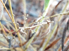 Empusa pennata