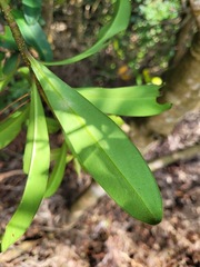 Myrsine seguinii