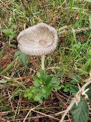 Coprinopsis lagopus