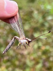 Ascaloptynx appendiculata