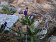 Echium arenarium