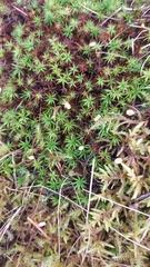 Polytrichum formosum