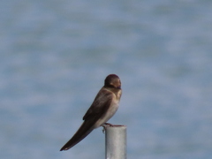 Hirundo tahitica