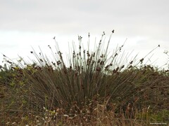 Juncus acutus
