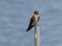 Hirundo tahitica