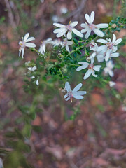 Olearia microphylla