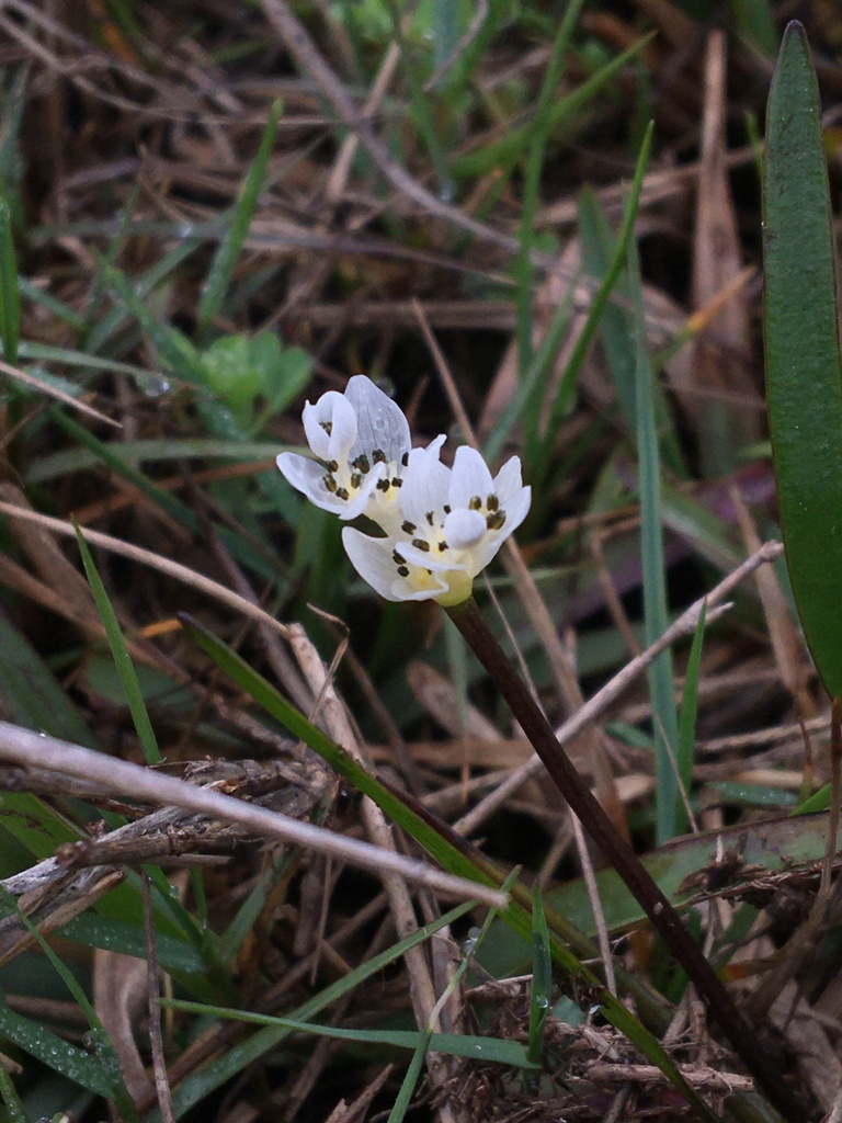 Narrowleaf waterblommetjie (Aponogeton angustifolius)