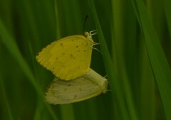 Eurema hecabe