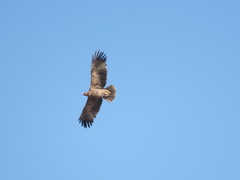 Aquila heliaca
