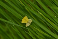 Eurema hecabe