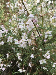Boronia floribunda