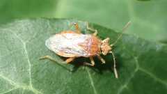 Rhopalus parumpunctatus