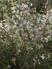 Boronia floribunda