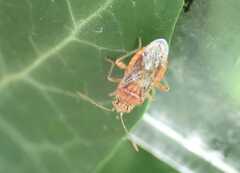 Rhopalus parumpunctatus