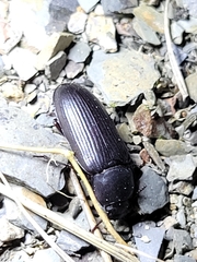 Tenebrio molitor