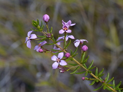 Boronia