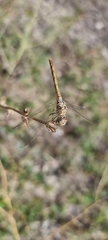 Sympetrum striolatum