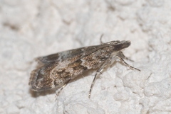 Eudonia mercurella