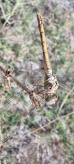 Sympetrum striolatum