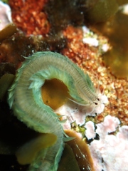 Pterocirrus
